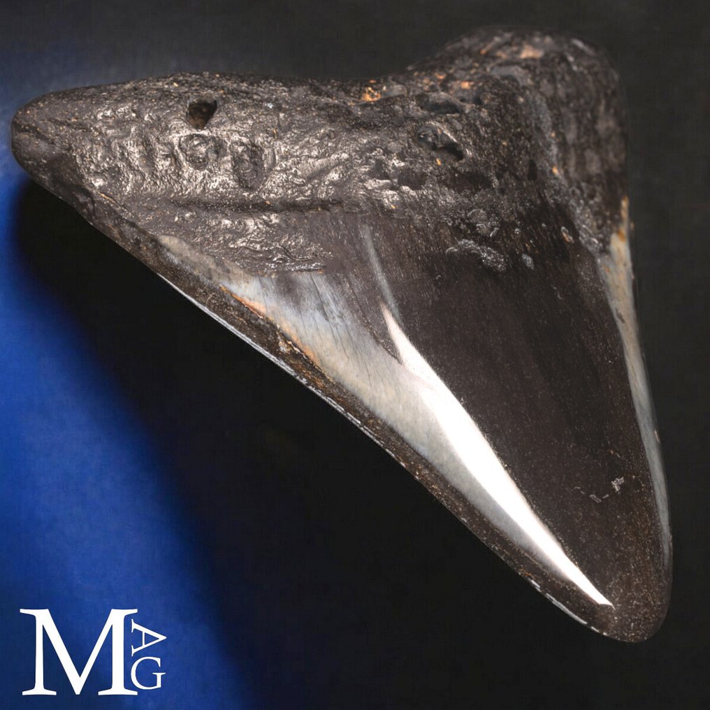 Fossil Megalodon tooth – Miocene – Pliocene (approximately 23 – 3.6 million years ago) Dente - Gigantic Prehistoric Shark Otodus - Height: 115 mm - Width: 110 mm- 216 g #1.0