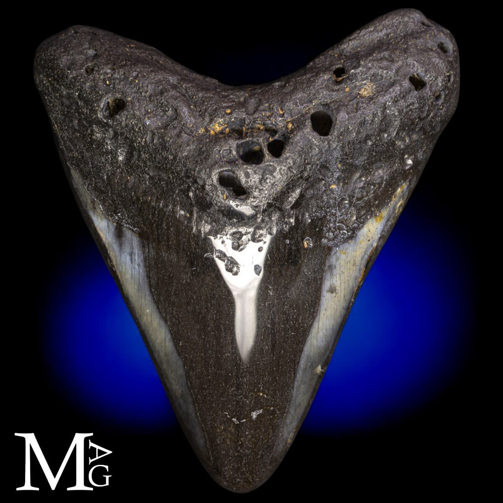 Fossil Megalodon tooth – Miocene – Pliocene (approximately 23 – 3.6 million years ago) Dente - Gigantic Prehistoric Shark Otodus - Height: 115 mm - Width: 110 mm- 216 g #1.0