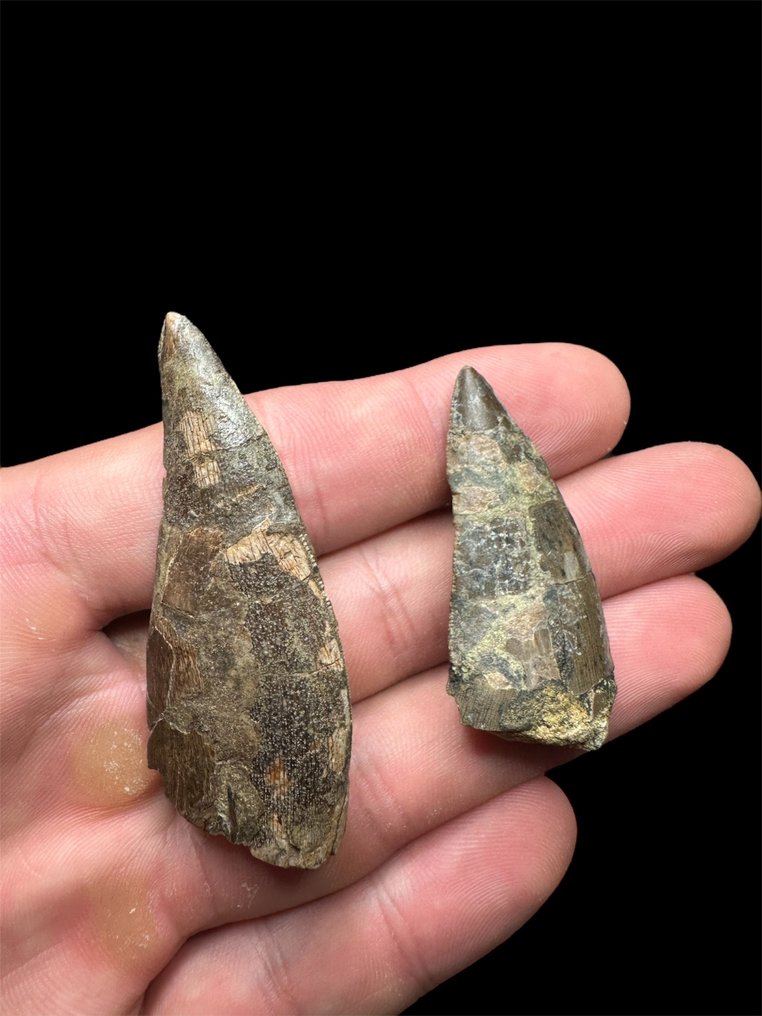 lot de 2 grandes dents - Dent fossile - Megalosauridae - 6 cm - 2.5 cm #1.0