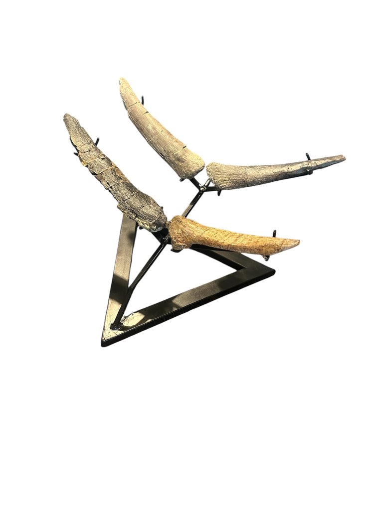 Incredible and unique set of 4 tail tips. - Fossil skeleton - Stegosaur Thagomizers - 43 cm - 35 cm #4.3