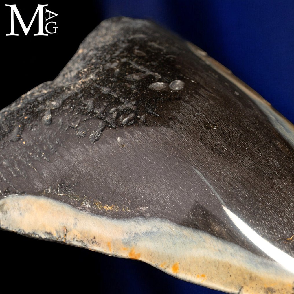 Fosszilis Megalodon fog – Miocén – Pliocén (körülbelül 23–3,6 millió évvel ezelőtt) Dente - Gigantikus prehisztorikus cápa Otodus - Magasság: 120 mm - Szélesség: 106 mm- 216 g #3.2