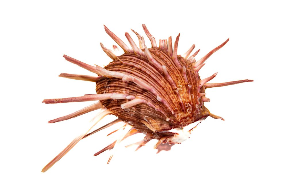 Βασιλικός σκαθάρι με αγκάθια - μέγεθος τέρας - πρώτης επιλογής - χρώμα μωβ. Επιτοίχια βάση ταρίχευσης - Spondylus regius - 16.5 cm - 0 cm - 0 cm - Παράρτημα ΙΙ του CITES - Παράρτημα Β στην ΕΕ - 1 #3.2