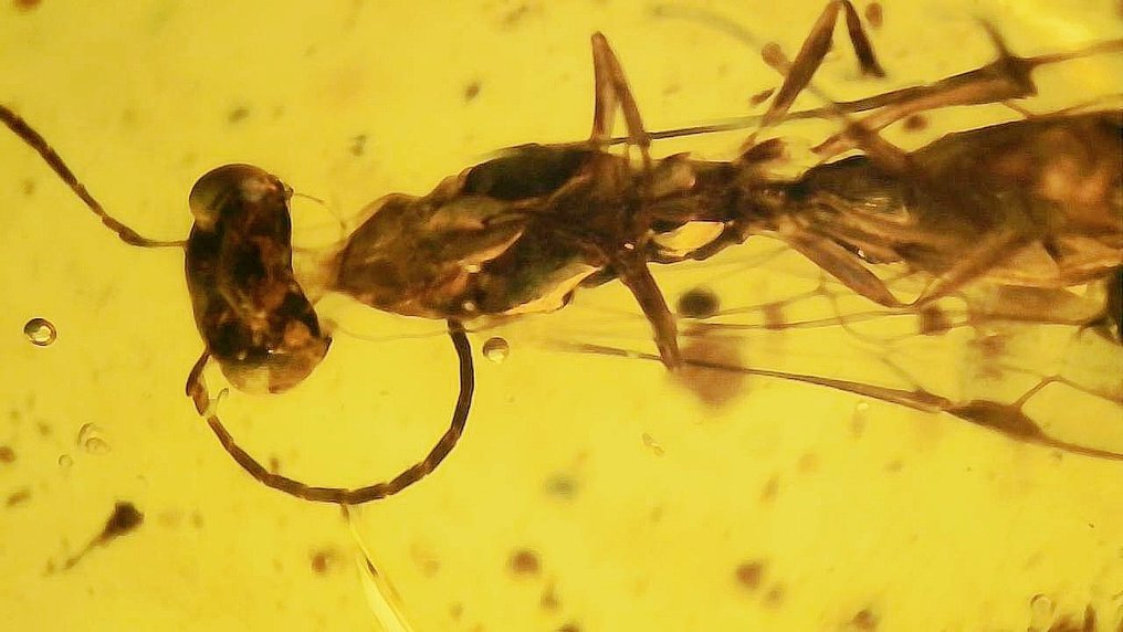 膜翅目 缅甸的 - 琥珀  (沒有保留價) #3.2