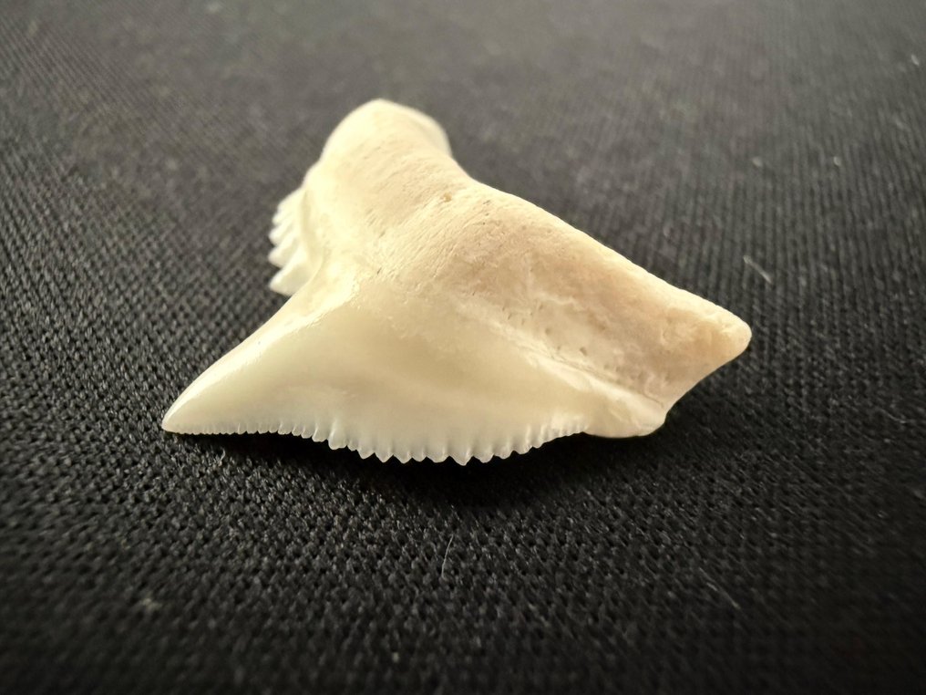Tiger Shark Tooth - Galeocerdo cuvier - 23 mm - 22 mm - 4 mm #2.1