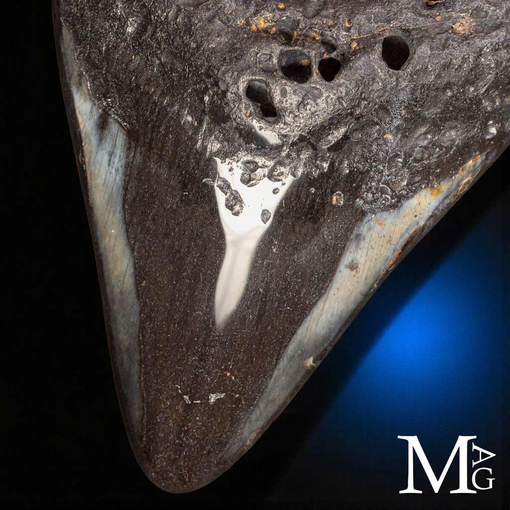 Fossil Megalodon tooth – Miocene – Pliocene (approximately 23 – 3.6 million years ago) Dente - Gigantic Prehistoric Shark Otodus - Height: 115 mm - Width: 110 mm- 216 g #3.2