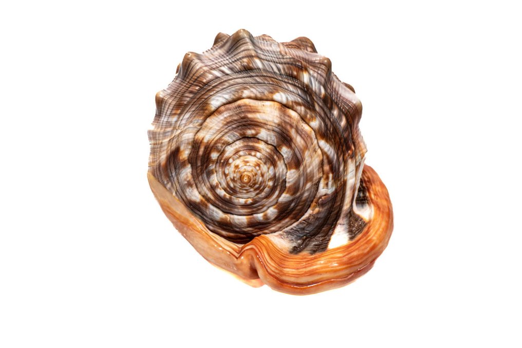 牛嘴頭盔魚 - 體型巨大 ****顏色非常深**** 標本牆壁支架 - Cypraecassis rufa - 17 cm - 0 cm - 0 cm - CITES 附件2 - 歐盟內附件B - 1 #3.2