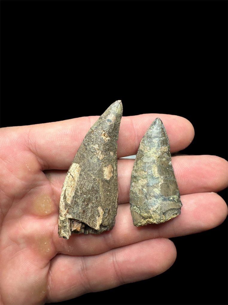 lot de 2 grandes dents - Dent fossile - Megalosauridae - 6 cm - 2.5 cm #1.0