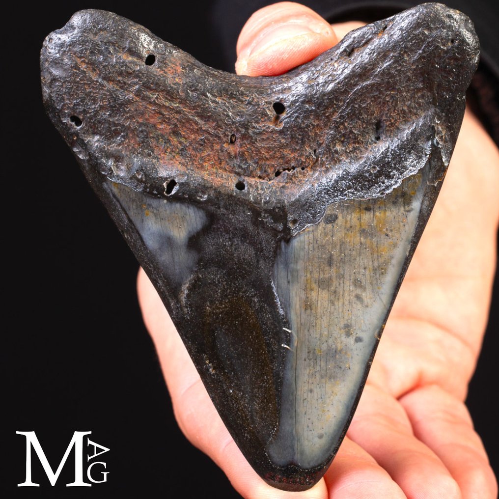 Fossil Megalodon tooth – Miocene – Pliocene (approximately 23 – 3.6 million years ago) Dente - Gigantic Prehistoric Shark Otodus - Height: 115 mm - Width: 110 mm- 216 g #2.1