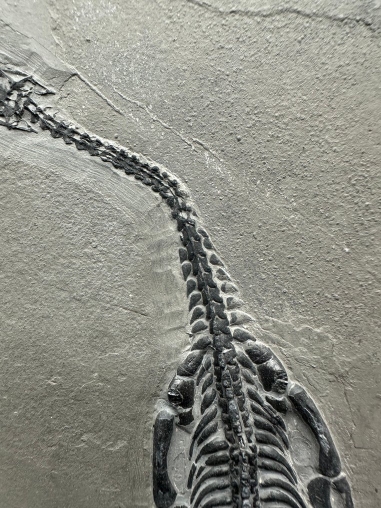 Fossil - Fossilplattenmatrix - 2 Keichousaurus sp. (Father and son) - 33 cm - 20,5 cm #4.3