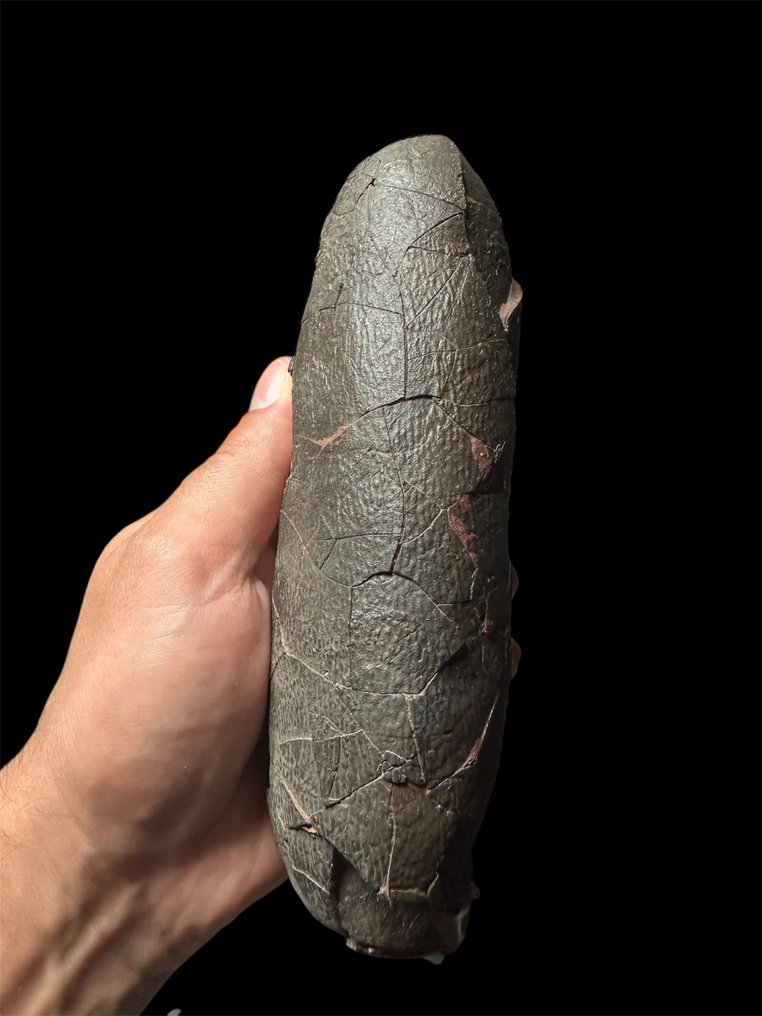 Elongatoolithus - Fossiliserat ägg - oviraptor sp. - 18 cm - 7 cm #2.1
