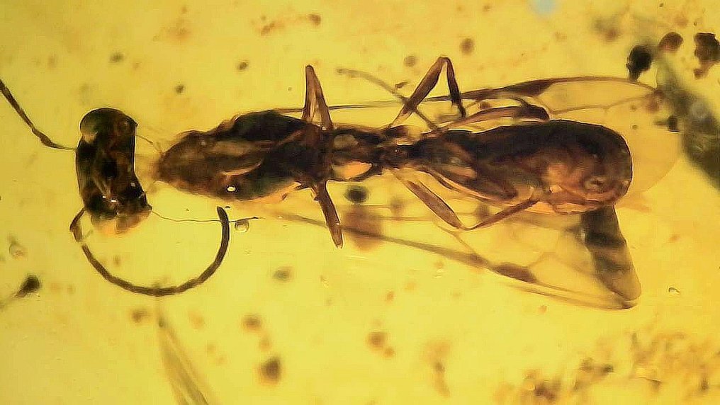 膜翅目 缅甸的 - 琥珀  (沒有保留價) #4.3