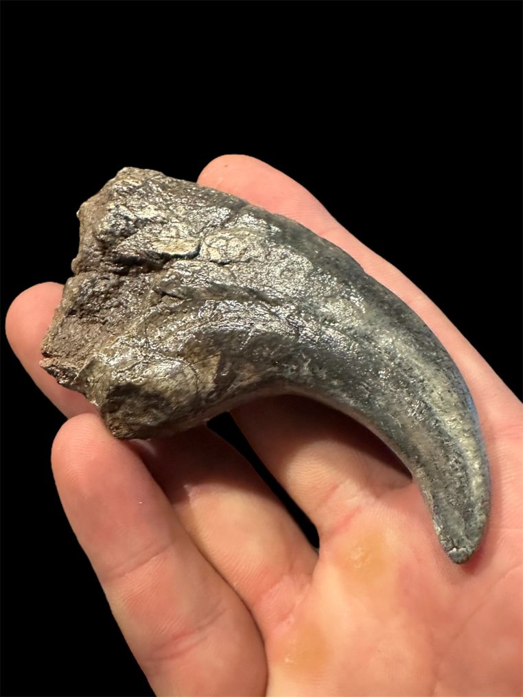 kéz karom - Fosszilizálódott agyar - Afrovenator Abakensis - 10 cm - 5 cm #1.0