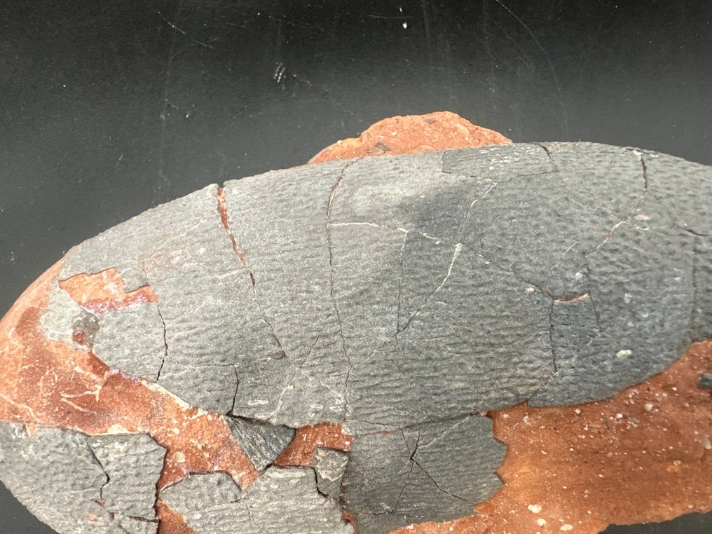 Fossil - Fossilised egg - Oviraptor sp. - 18 cm - 11 cm #3.2