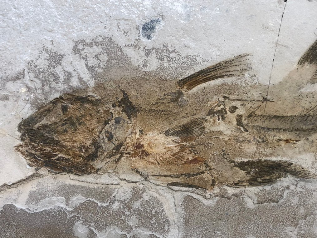 Coelacanthiformes - Fossil plate matrix - Undescribed species - 61 cm - 40 cm #1.0