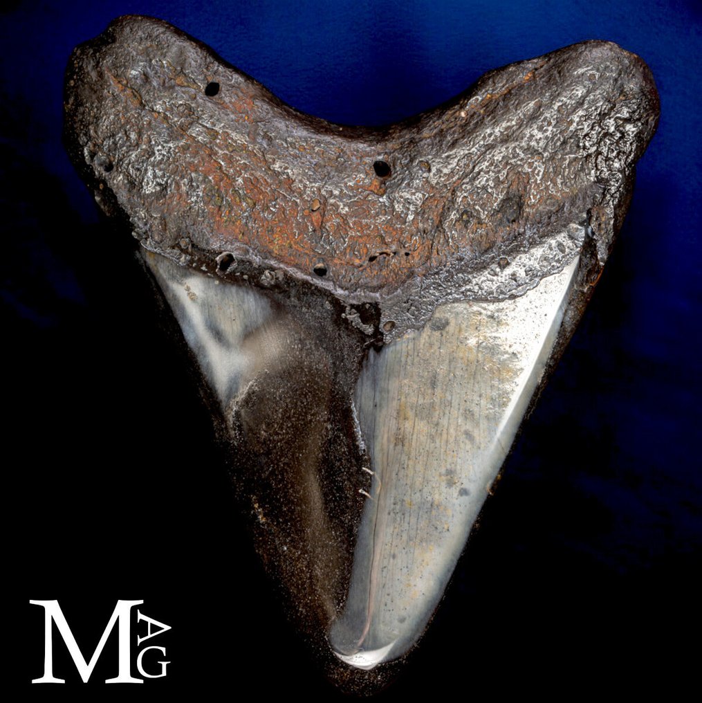 Fossil Megalodon tooth – Miocene – Pliocene (approximately 23 – 3.6 million years ago) Dente - Gigantic Prehistoric Shark Otodus - Height: 115 mm - Width: 110 mm- 216 g #4.3