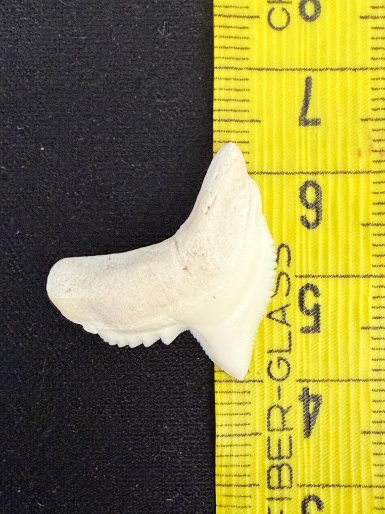 Tiger Shark Tooth - Galeocerdo cuvier - 23 mm - 22 mm - 4 mm #4.3