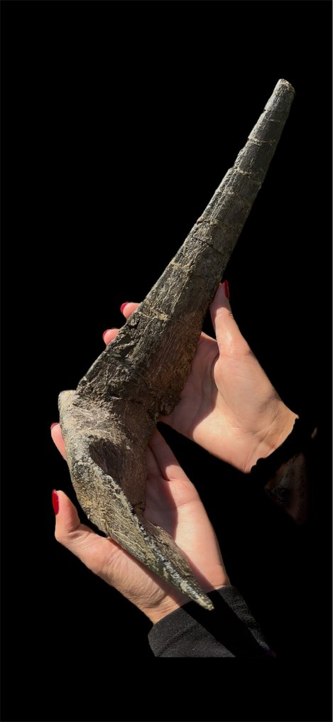 spectaculaire collier osseux - Squelette fossile - Ankylosauro Spicomellus afer - 38 cm - 22 cm #3.2