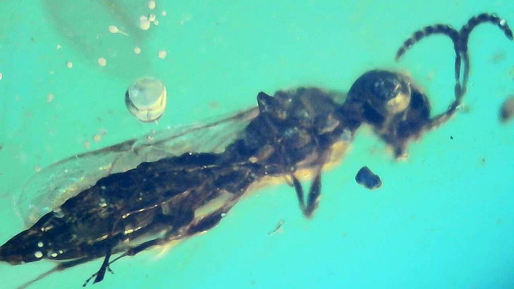 琥珀 - Formicidae burmese  (没有保留价) #1.0