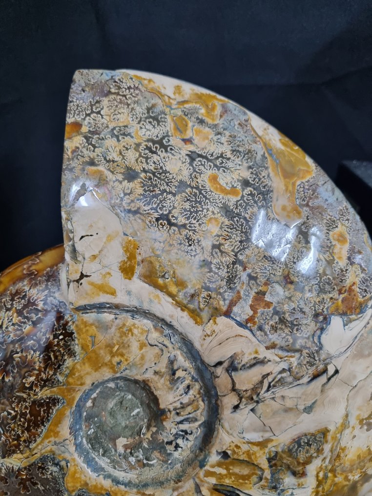 Απίστευτα μεγάλο Ammonite με όμορφο μοτίβο. - Απολιθωμένο ζώο - Aioloceras (Cleoniceras) sp - 305 mm - 255 mm #2.1