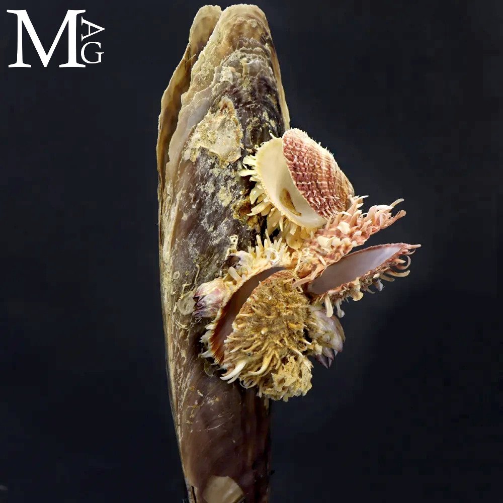 Θαλάσσια Περιέργεια Μεγάλη Πίνα bicolor με Spondylus κάτω από γυάλινη θόλο. - Ύψος: 700 mm - Πλάτος: 190 mm- 2900 g #3.2