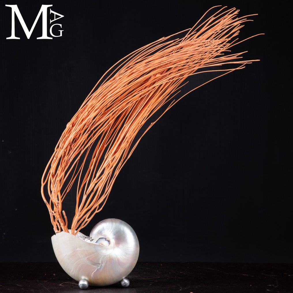 Nautilus w Madreperla z Gorgonią Rossa – relikwia z gabinetu ciekawostek - Wysokość: 520 mm - Szerokość: 460 mm- 1102 g #3.2