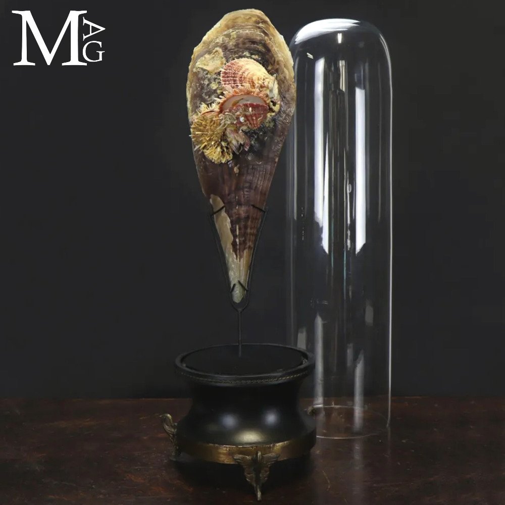 Θαλάσσια Περιέργεια Μεγάλη Πίνα bicolor με Spondylus κάτω από γυάλινη θόλο. - Ύψος: 700 mm - Πλάτος: 190 mm- 2900 g #1.0