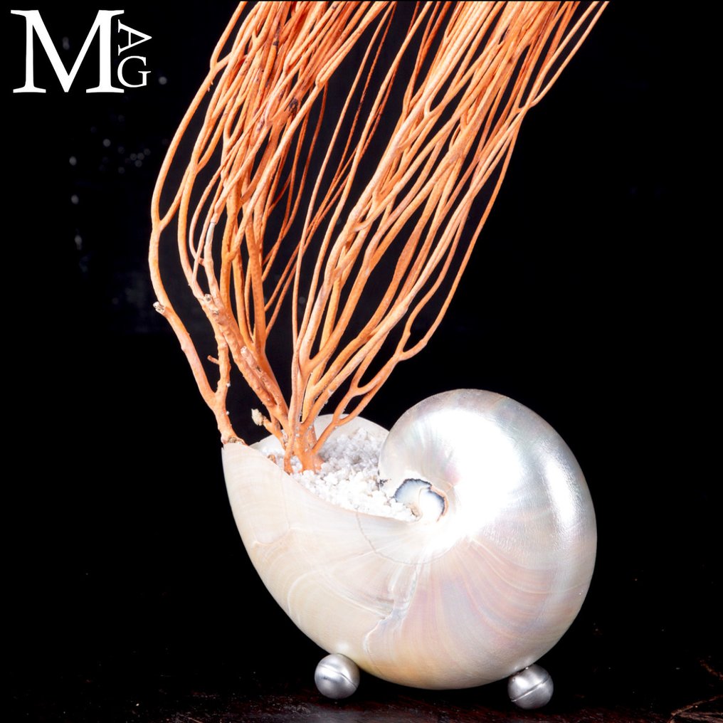 Nautilus w Madreperla z Gorgonią Rossa – relikwia z gabinetu ciekawostek - Wysokość: 520 mm - Szerokość: 460 mm- 1102 g #2.1