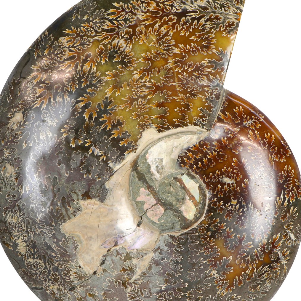 High Quality - Rainbow Ammonite - 20x17x4 cm Geode- 1.45 kg #2.1