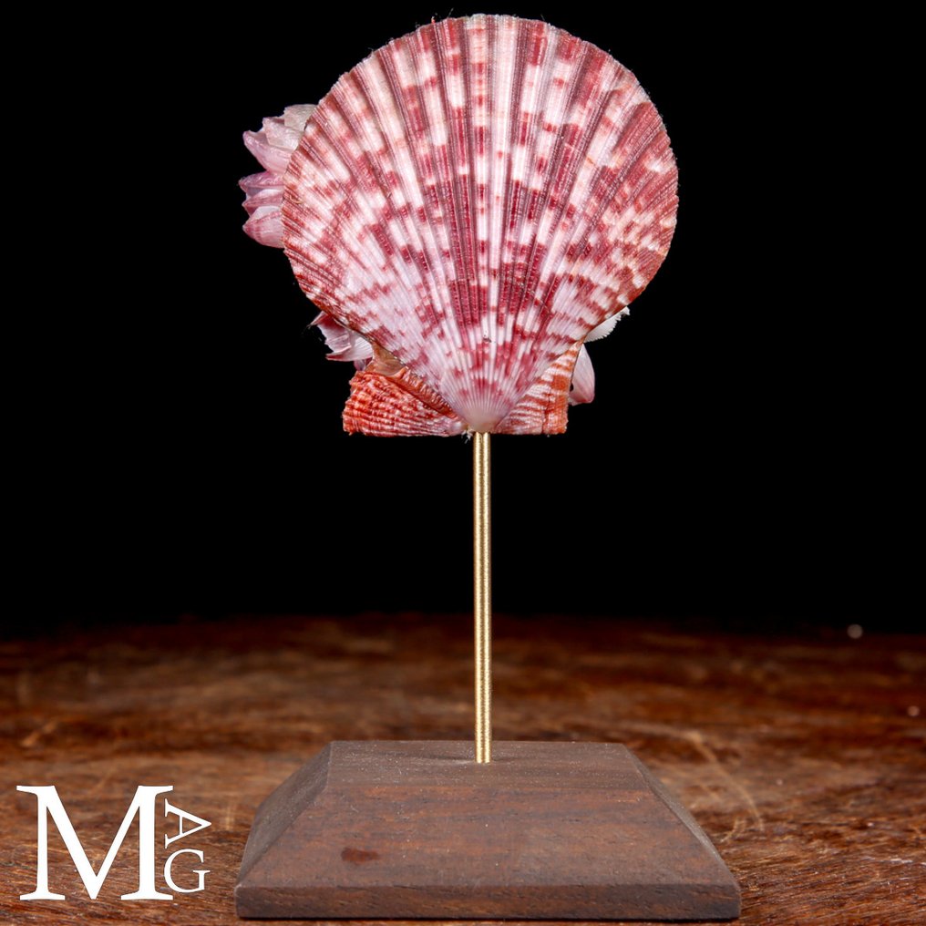 Pecten Gloriosa with natural barnacles - Height: 170 mm - Width: 90 mm- 117 g #2.1