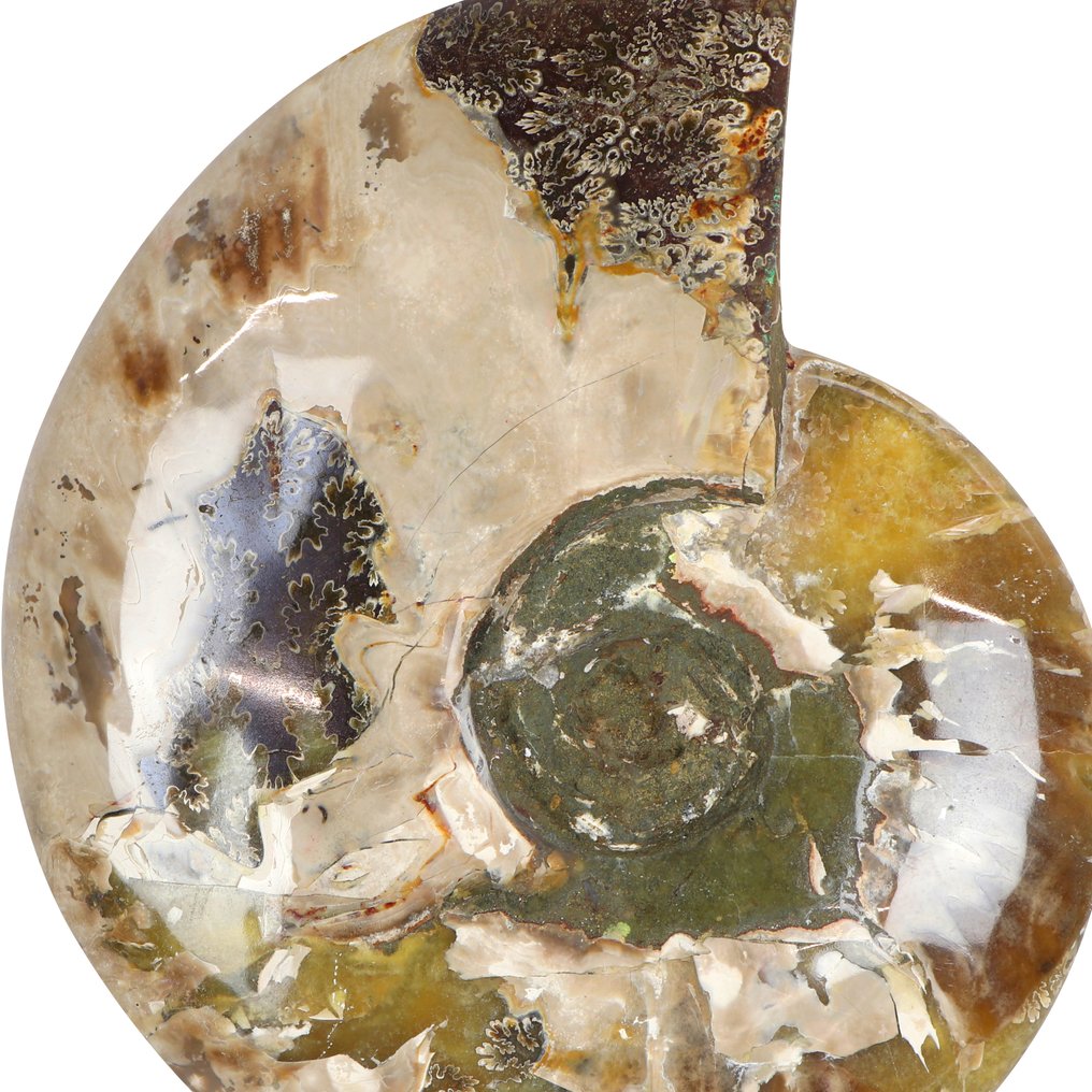 Alta qualità - Ammonite arcobaleno - 19x14x4 cm Geode- 1.4 kg #3.2