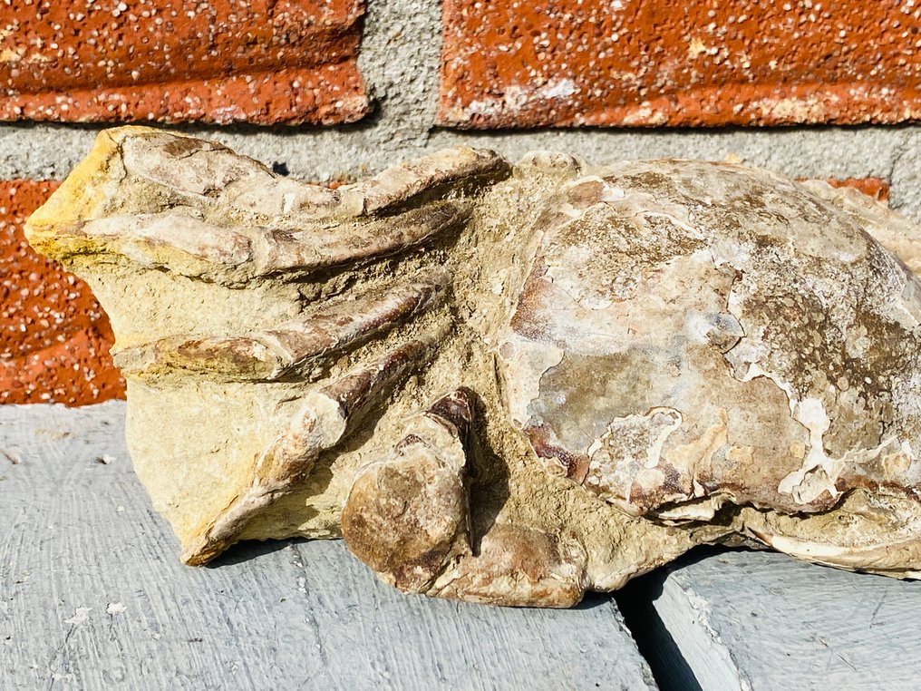 Krab - Fossiel skelet - 20 cm - 10 cm  (Zonder Minimumprijs) #4.3