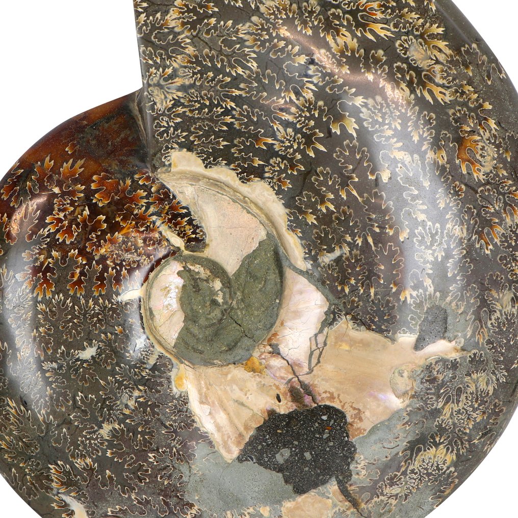 High Quality - Rainbow Ammonite - 20x17x4 cm Geode- 1.45 kg #3.2