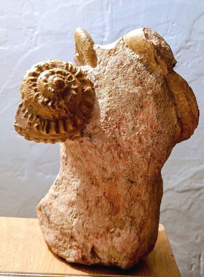 Rare association of a gastropod and ammonites. - Fossilised animal - Pleurotomaria et Leioceras - 17 cm - 12 cm #3.2