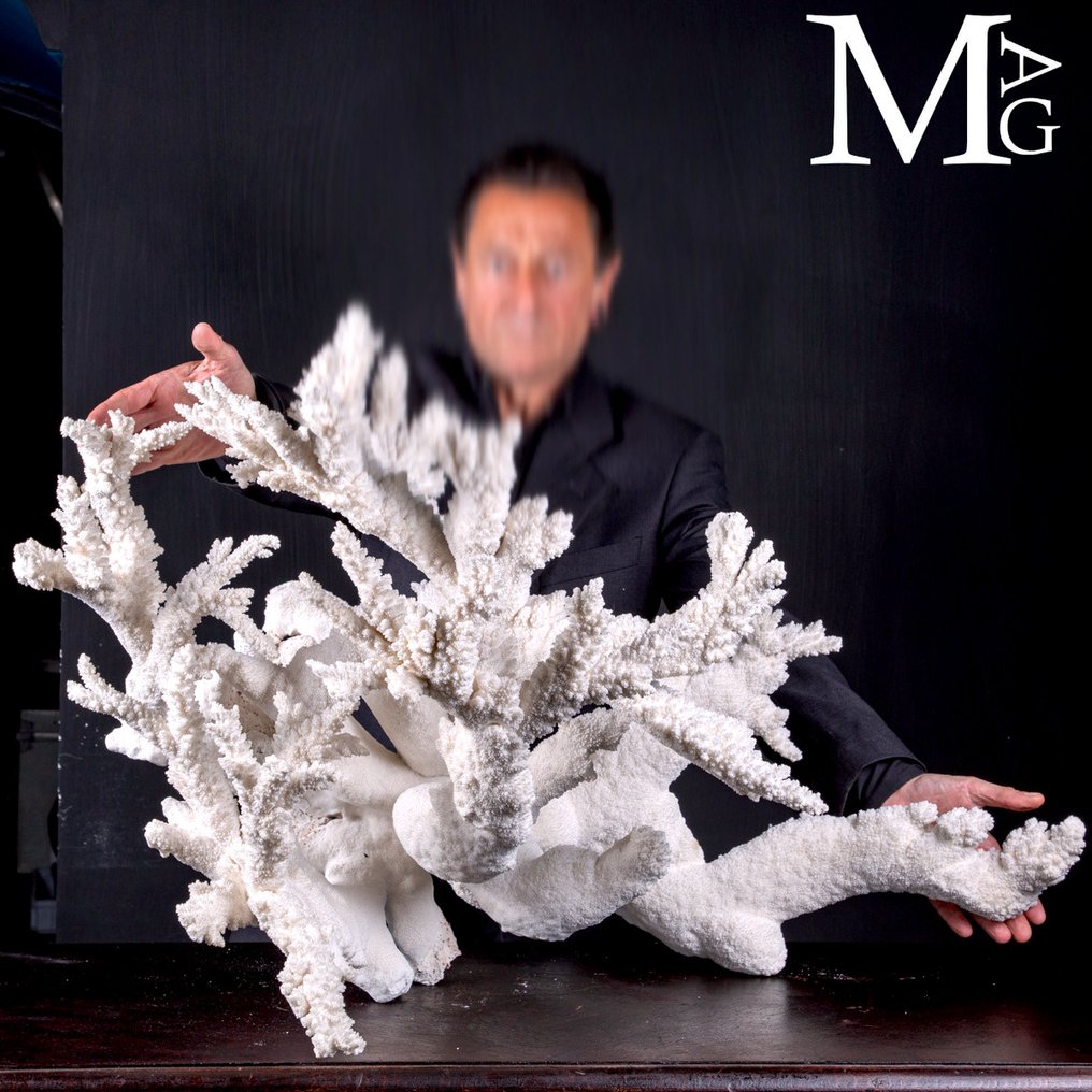 Unique, not Rare!!! Colossus Giant Size. Acropora Exclusive Natural - Height: 60 cm - Width: 91 cm- 27.2 kg #1.0