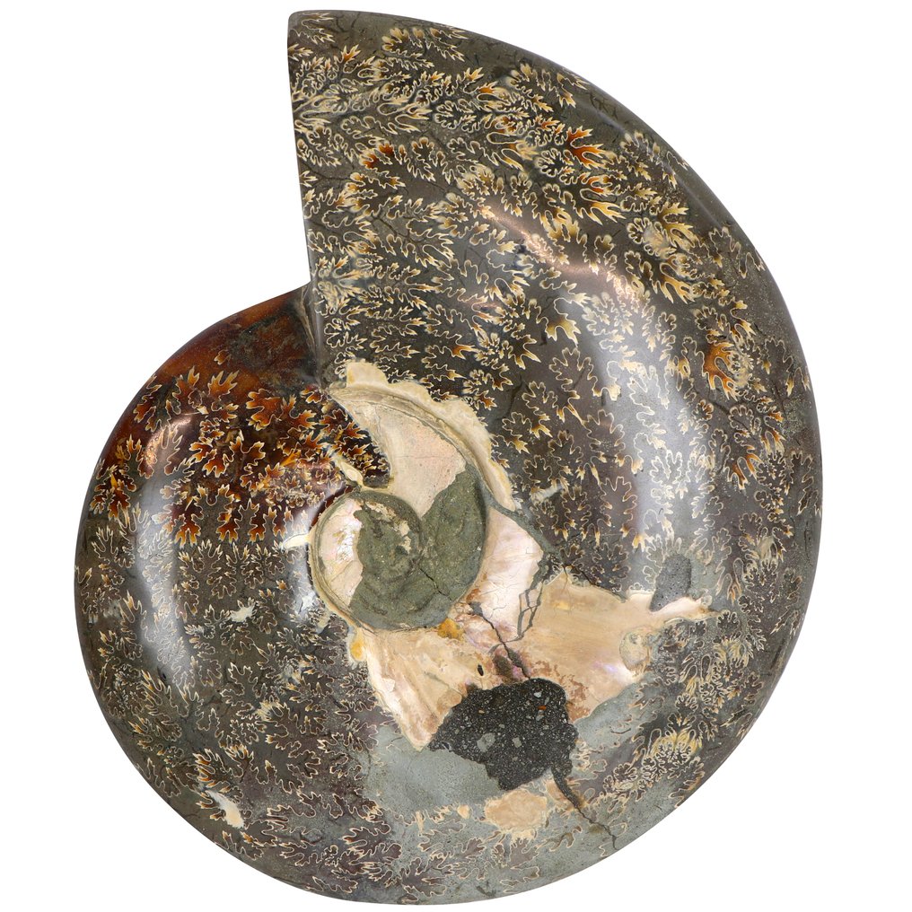 High Quality - Rainbow Ammonite - 20x17x4 cm Geode- 1.45 kg #4.3