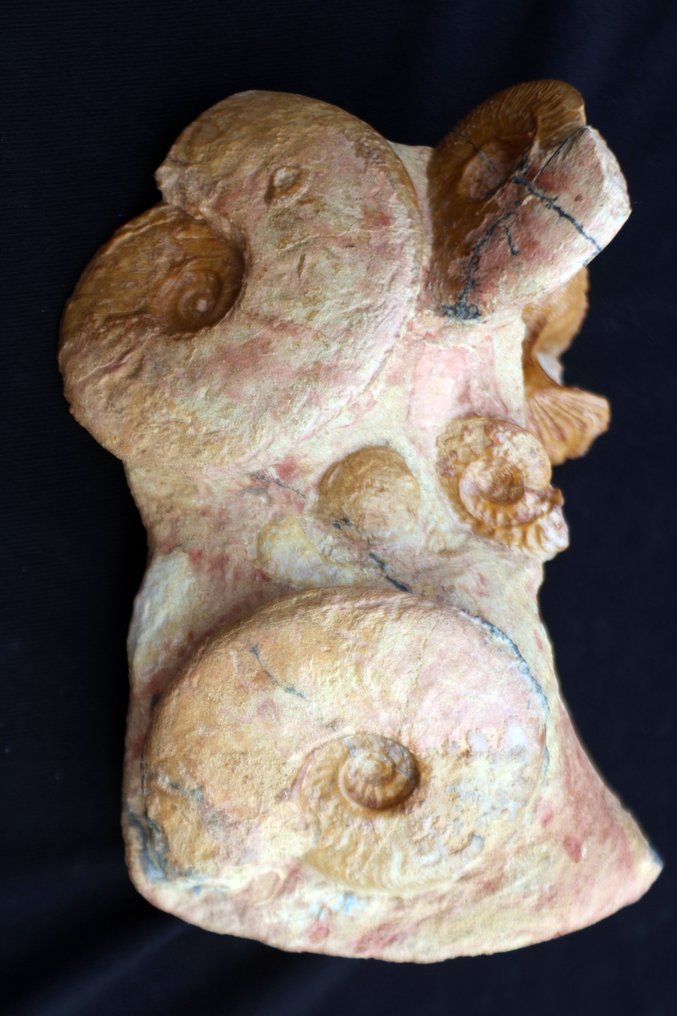Rare association of a gastropod and ammonites. - Fossilised animal - Pleurotomaria et Leioceras - 17 cm - 12 cm #4.3