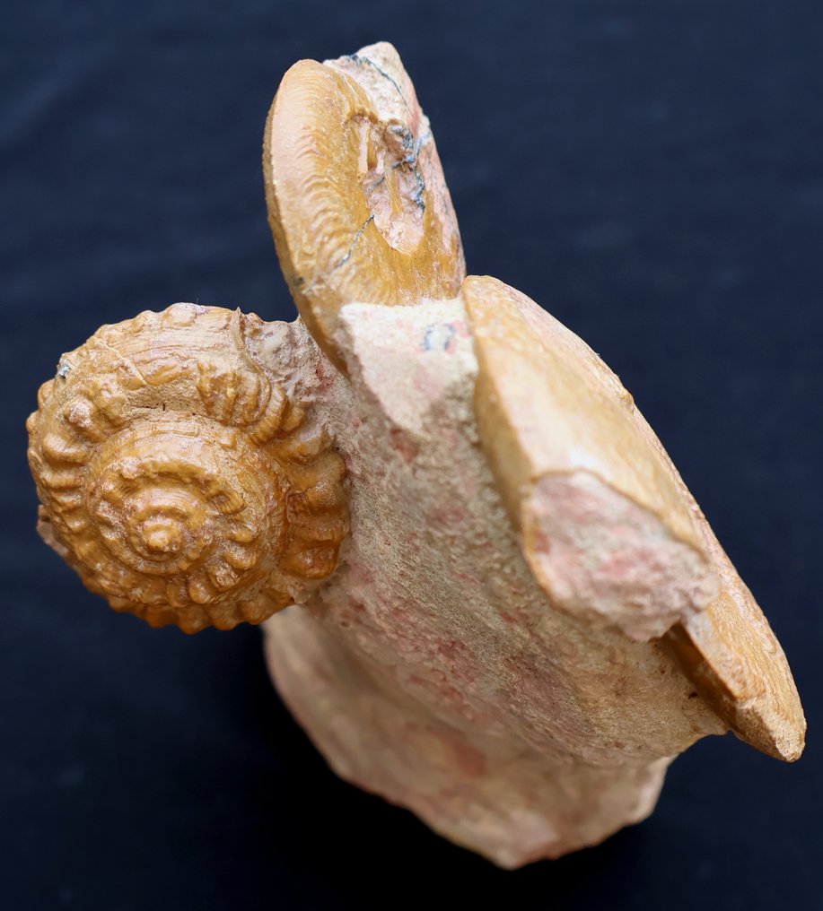 Rare association of a gastropod and ammonites. - Fossilised animal - Pleurotomaria et Leioceras - 17 cm - 12 cm #1.0