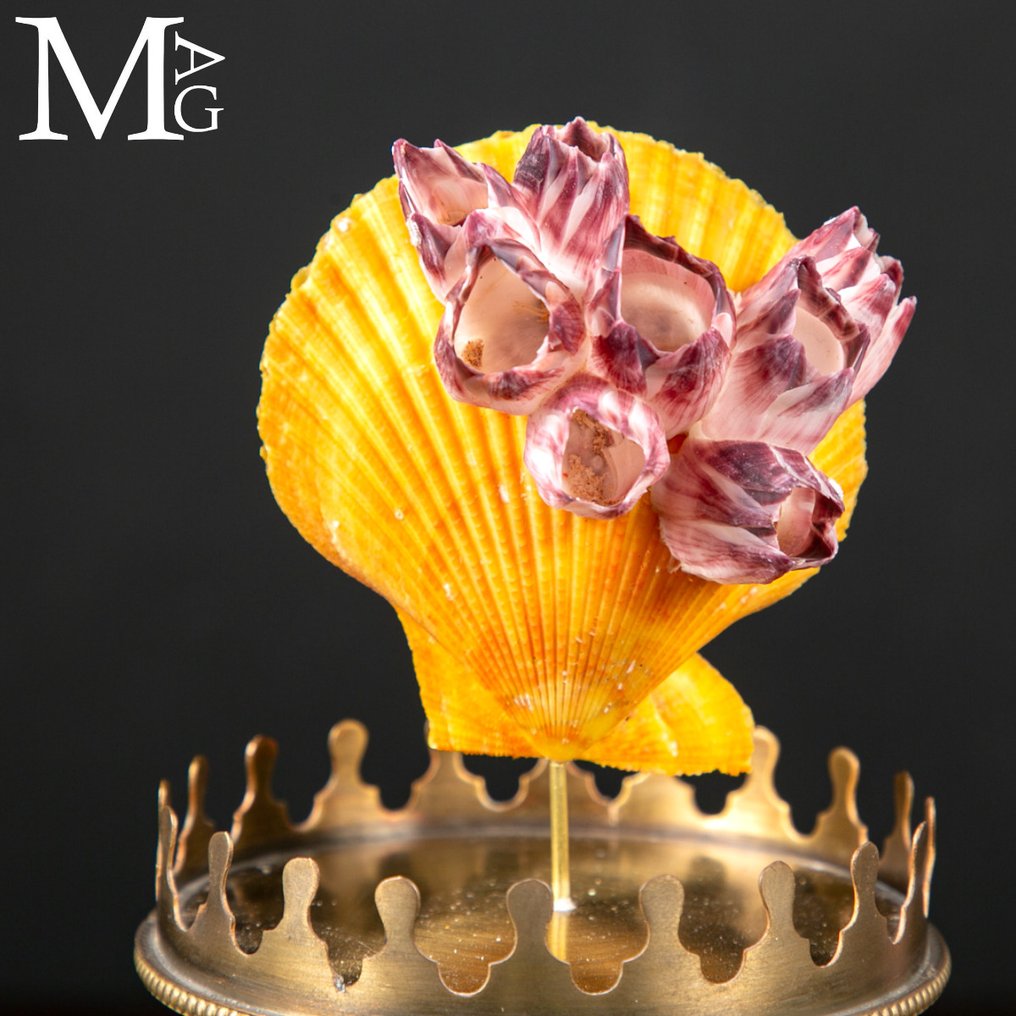 装饰玻璃铃 海洋遗物——带有藤壶的黄色扇贝胶囊 - 高度: 310 mm - 宽度: 100 mm- 1000 g #2.1