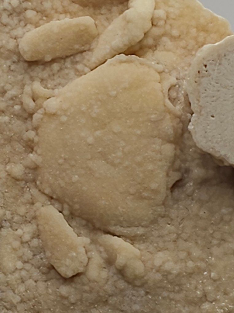 Krabbe - Fossilt skelet - 130 mm - 125 mm  (Ingen mindstepris) #3.2