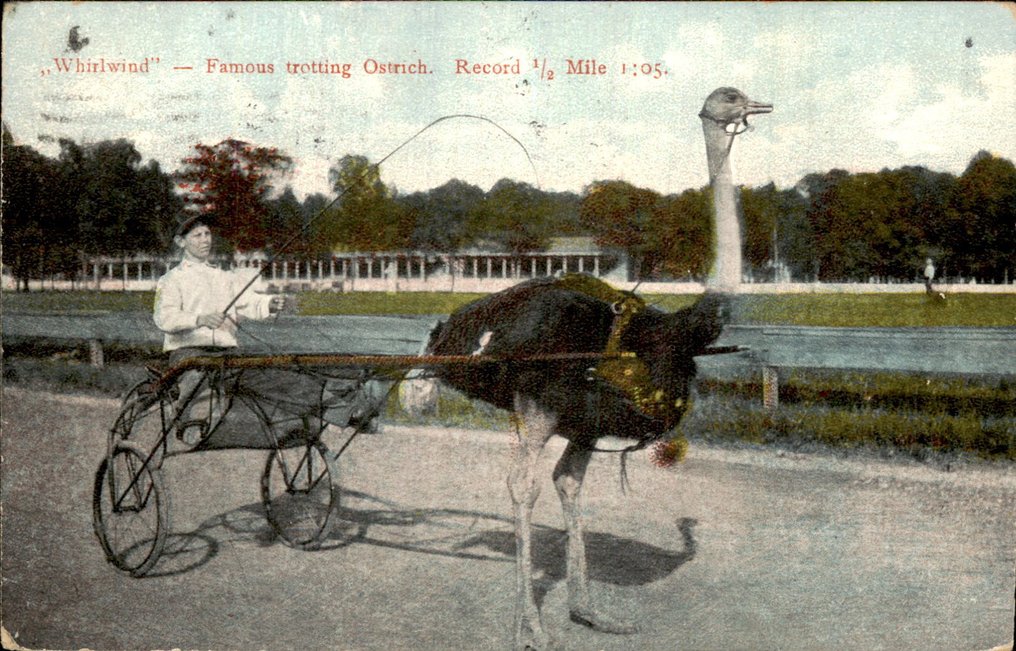 Förenta staterna, Forenede Stater af Amerika - Postkort (134) - 1900-1960 #4.3