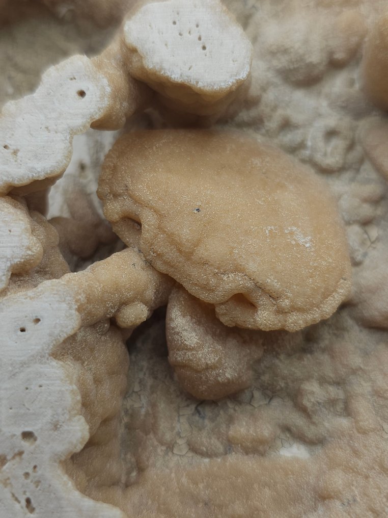 Granchio - Scheletro fossile - 150 mm - 135 mm  (Senza Prezzo di Riserva) #2.1