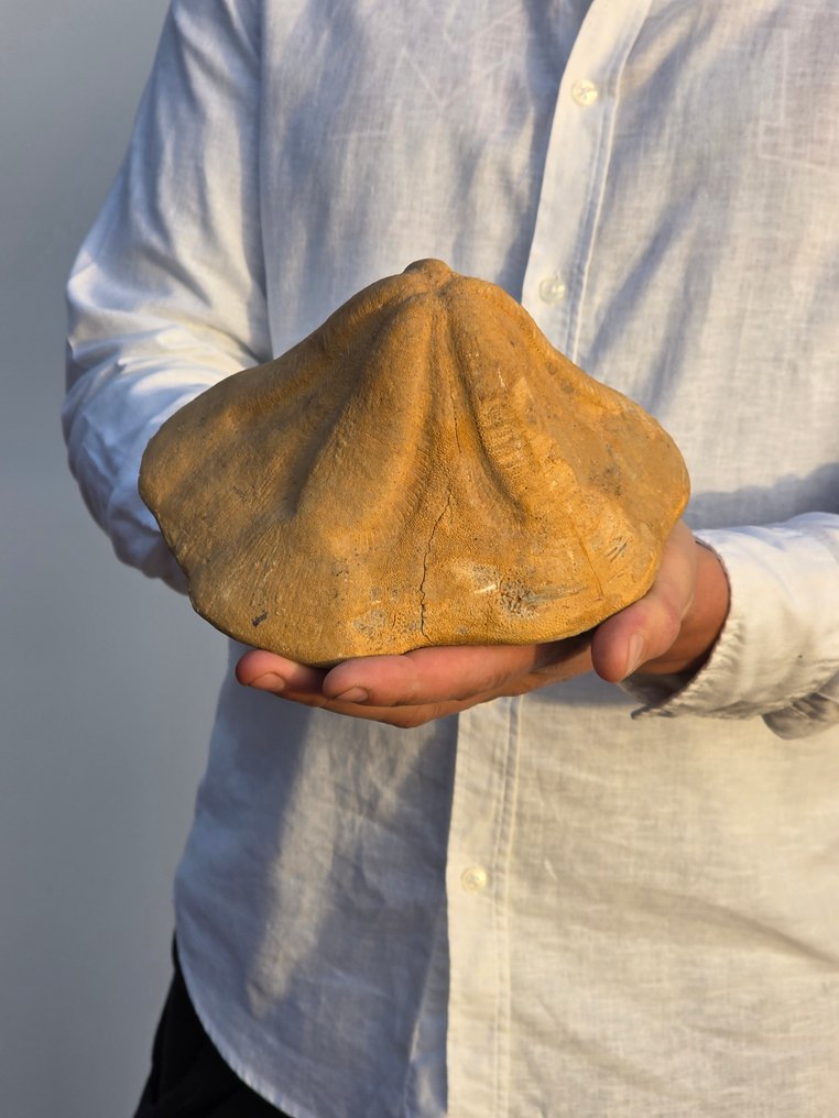 Crinoid - Fossilised animal - 18.5 cm #1.0