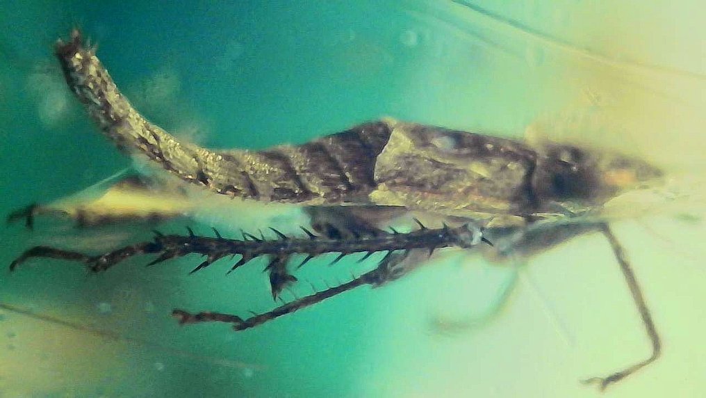 Προϊστορικό Βιρμανικό έντομο - Κεχριμπάρι  (χωρίς τιμή ασφαλείας) #3.2