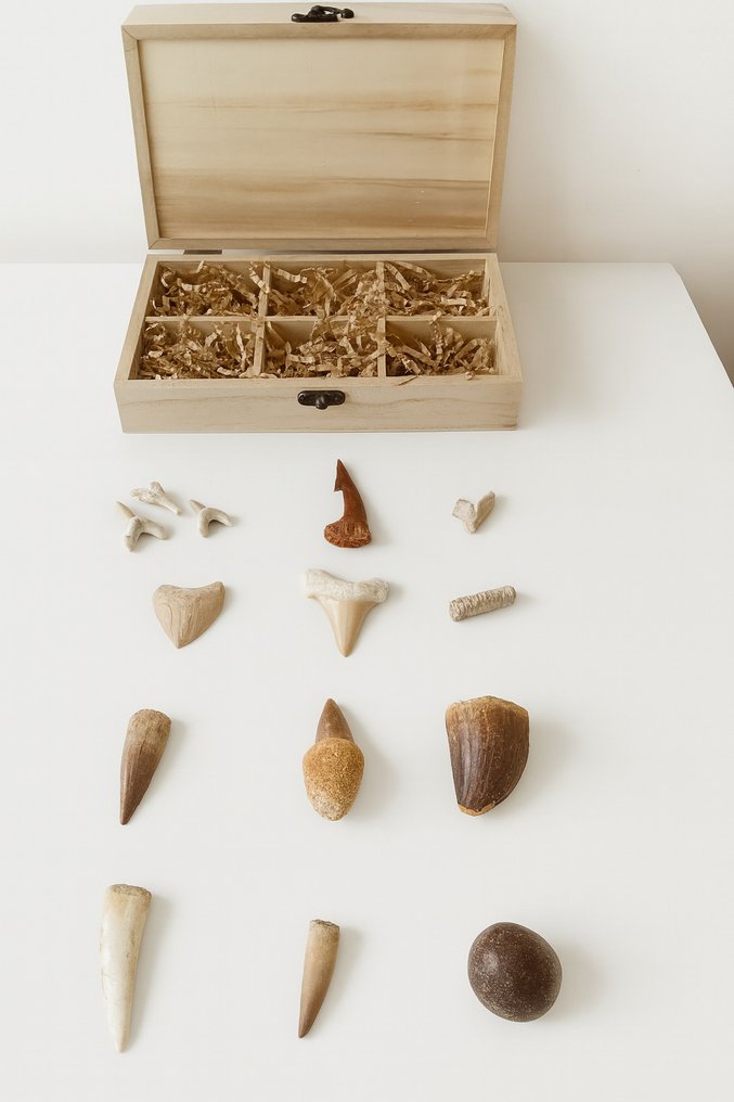 礼品盒：白垩纪爬行动物和鲨鱼的12块化石牙齿 - 牙齿化石 #1.0