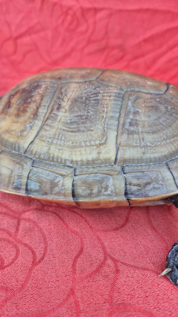 Hermann-skjoldpadde Taksidermi vægmontering - Testudo hermanni - adorable animal adulte - avec preuve d'origine - facture manuelle - 10 cm - 31 cm - 20 cm - CITES tillæg II - Bilag B i EU #2.1