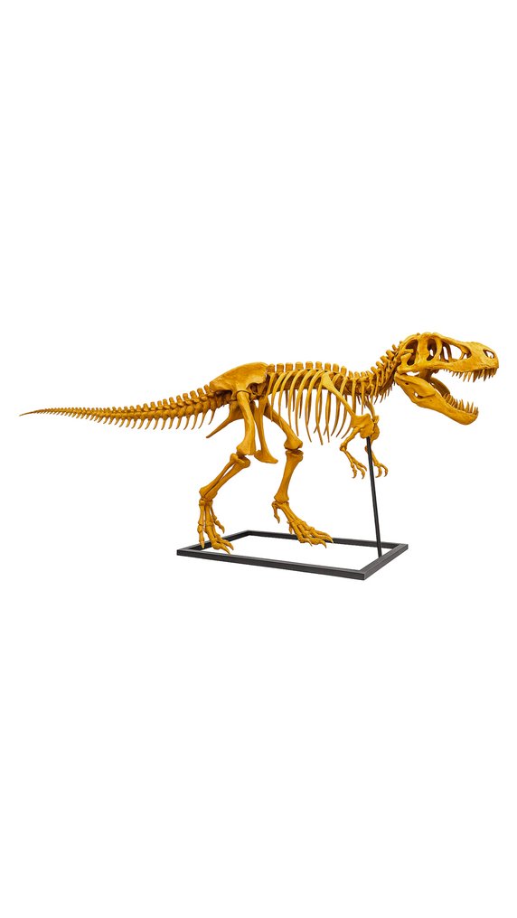 恐龙 动物标本复制支架 - T-Rex - 2.5 m - 1.1 m - 7 m - 1 #2.1