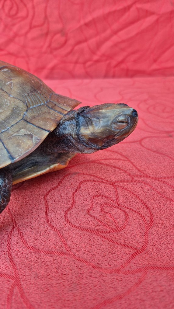 Hermann-skjoldpadde Taksidermi vægmontering - Testudo hermanni - adorable animal adulte - avec preuve d'origine - facture manuelle - 10 cm - 31 cm - 20 cm - CITES tillæg II - Bilag B i EU #1.0