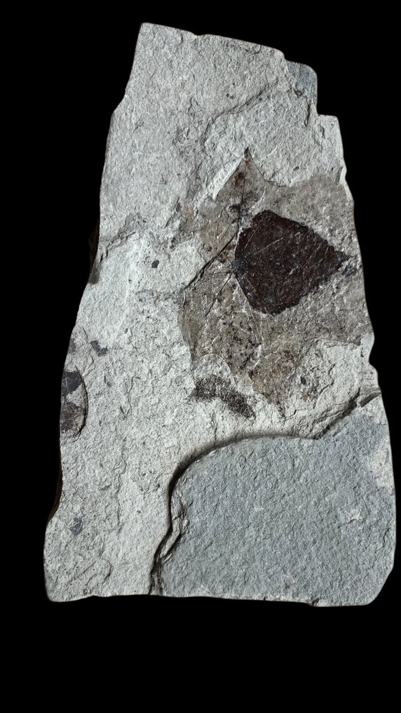 Fossiilinen levymatriisi - Foglie fossili - 23 cm - 14 cm #2.1