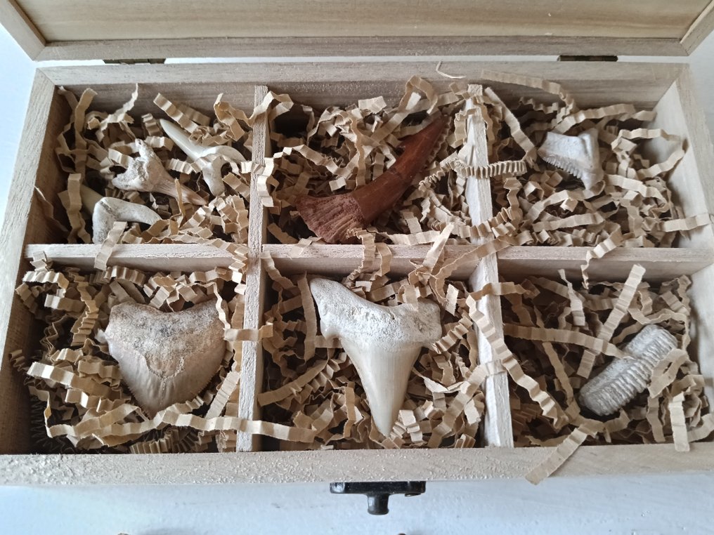 礼品盒：白垩纪爬行动物和鲨鱼的12块化石牙齿 - 牙齿化石 #1.0