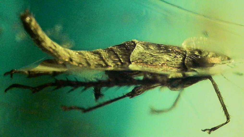 Προϊστορικό Βιρμανικό έντομο - Κεχριμπάρι  (χωρίς τιμή ασφαλείας) #2.1